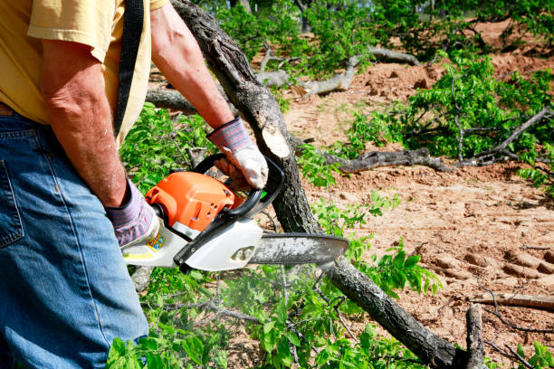 Why Choose Our Tree Removal Services in Centreville, AL?